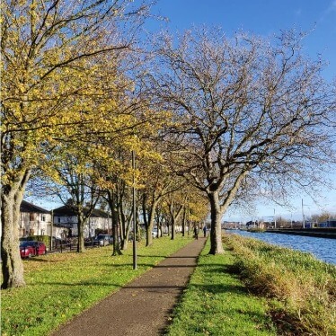 Trees along the tow lane of the Grand canal